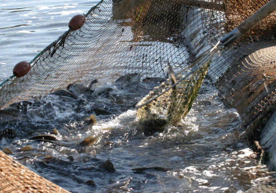 Un marchio per il pescato locale 