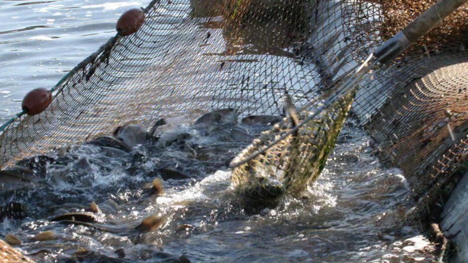 Un marchio per il pescato locale