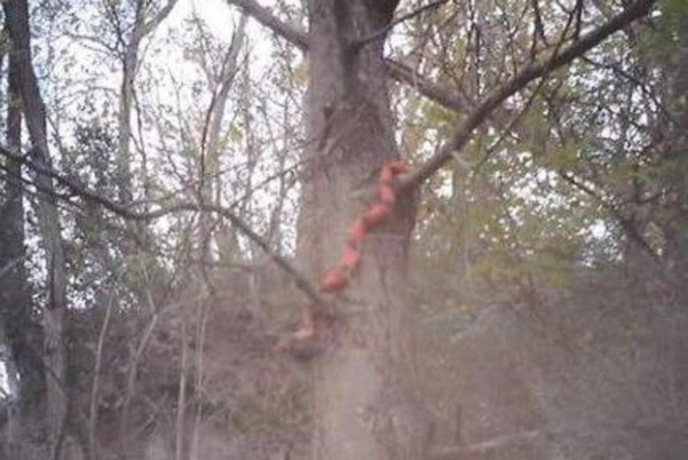 Trovato nel bosco un serpente tipico del Sud America