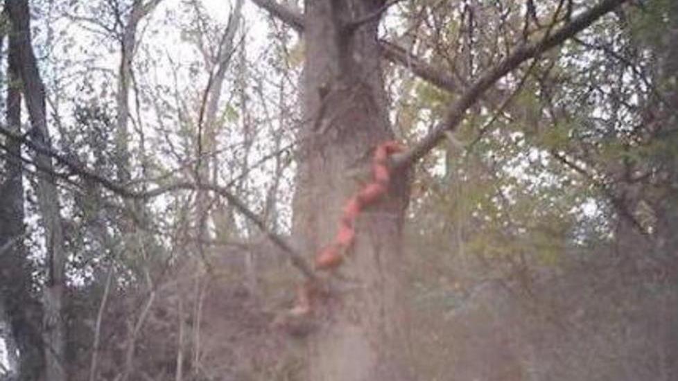 Trovato nel bosco un serpente tipico del Sud America