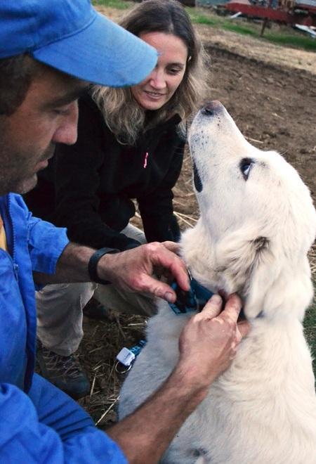 Collari gps ai cani che custodiscono greggi