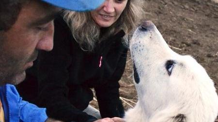 Collari gps ai cani che custodiscono greggi