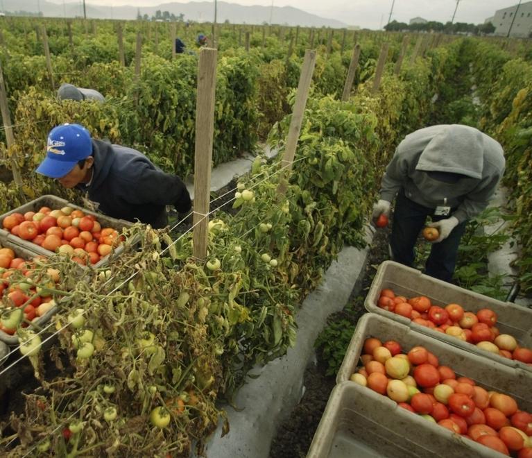 Idea, uno sportello lavoro per far fuori il caporalato 