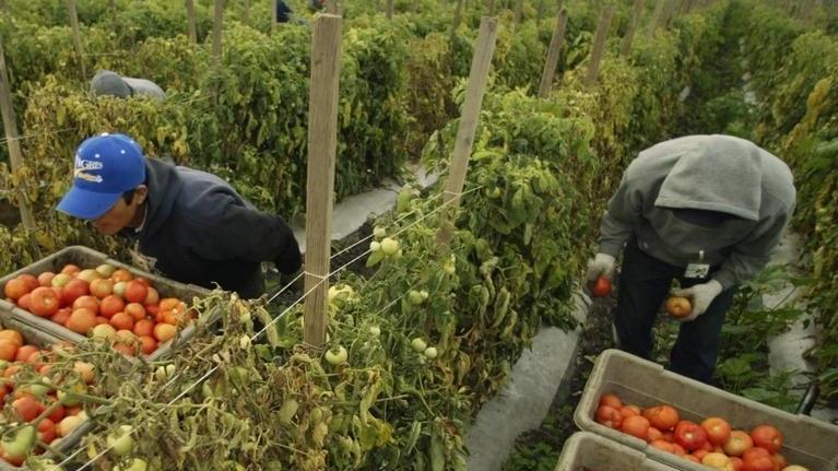 Idea, uno sportello lavoro per far fuori il caporalato
