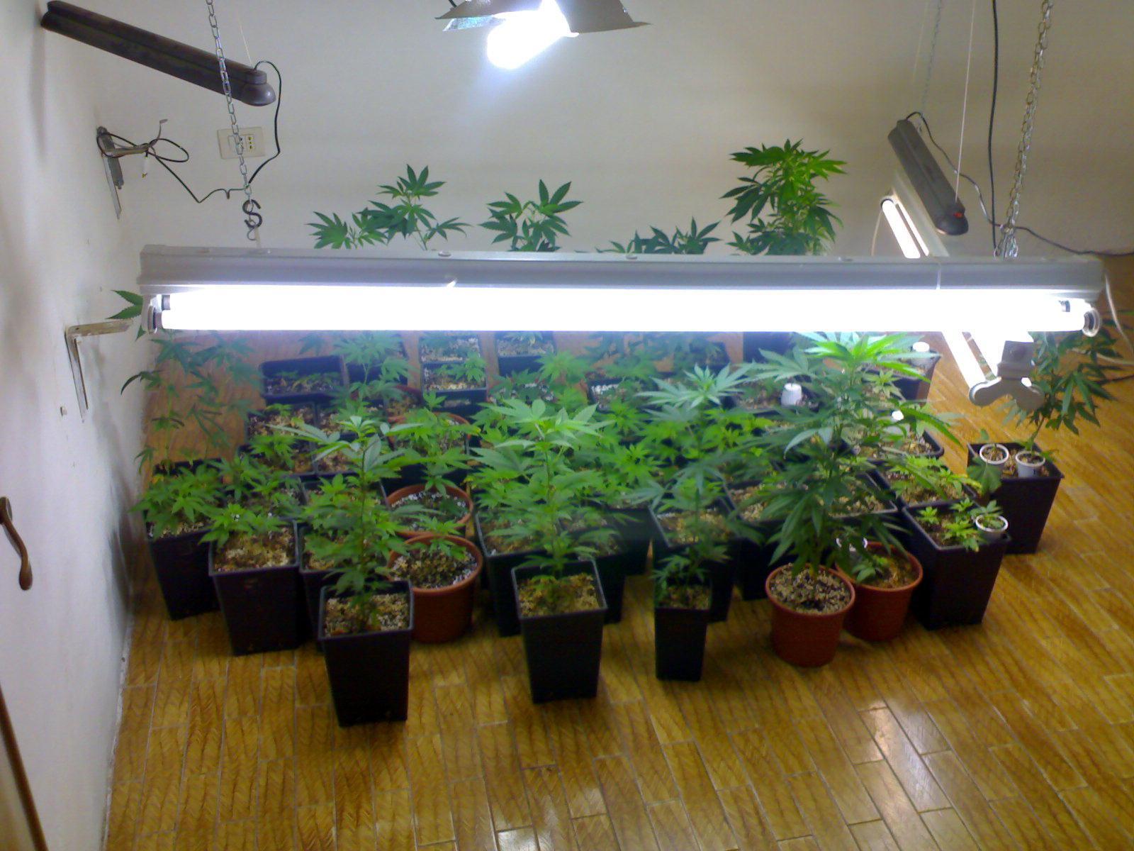 Piantine di marijuana coltivate in casa sequestrate dai carabinieri