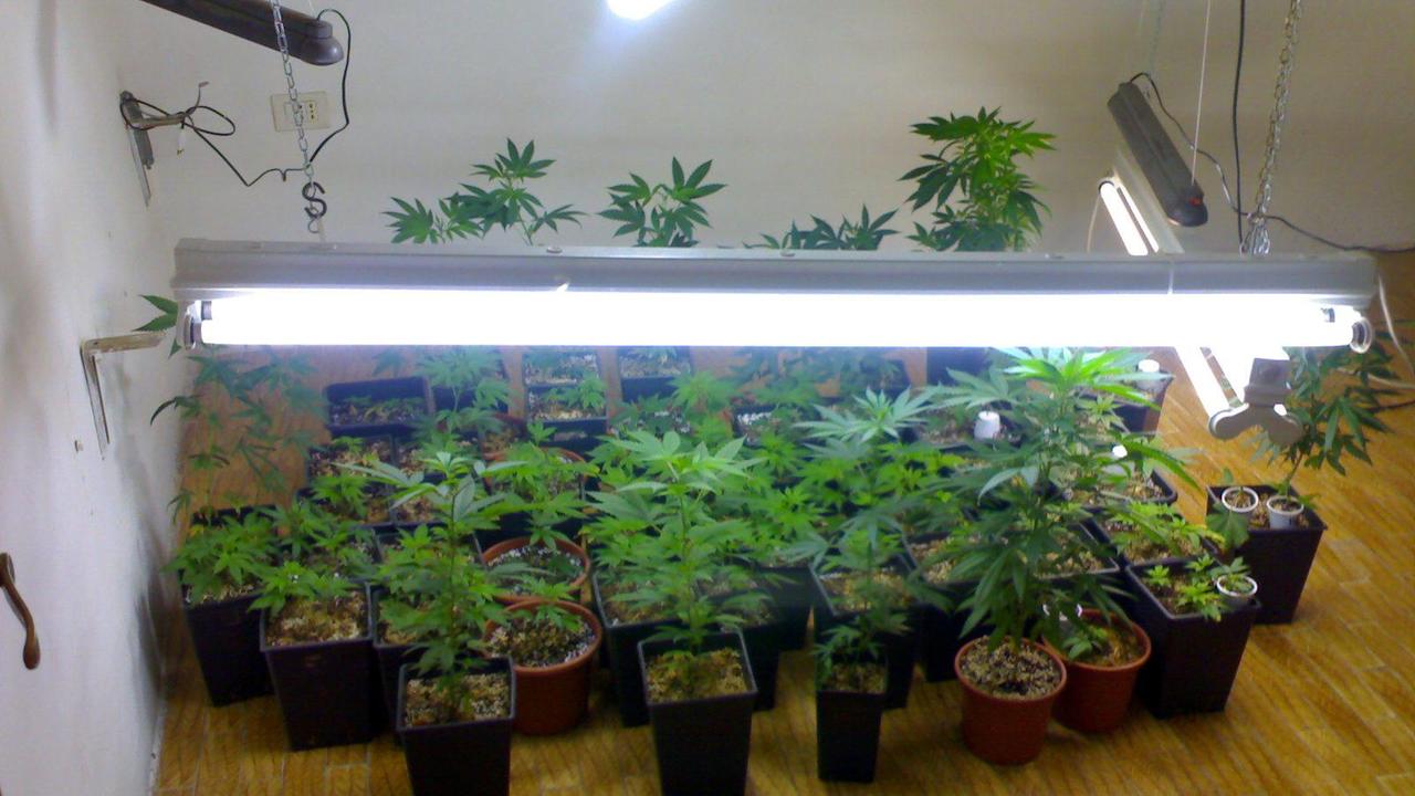Piantine di marijuana coltivate in casa sequestrate dai carabinieri