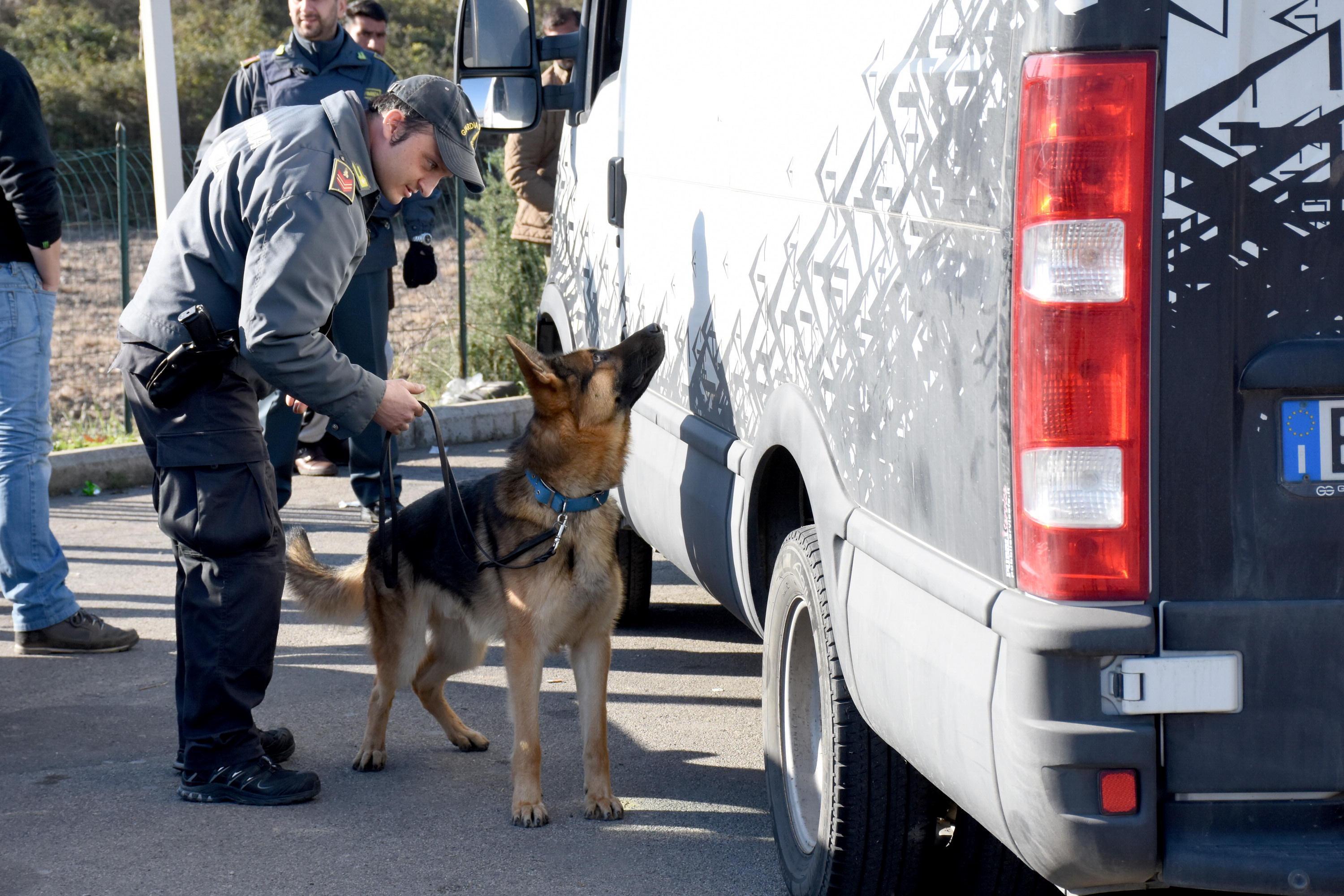 Il cane Dankan della Guardia di Finanza (foto Bf) 