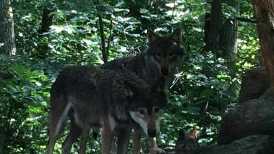 Cane da caccia ucciso dai lupi alla Collina