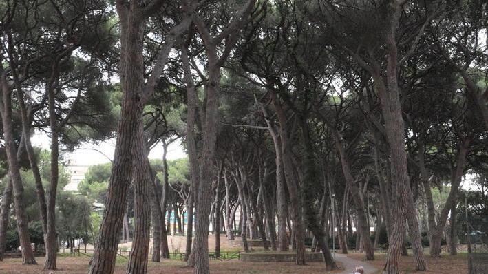Manutenzione verde, una mail al veleno
