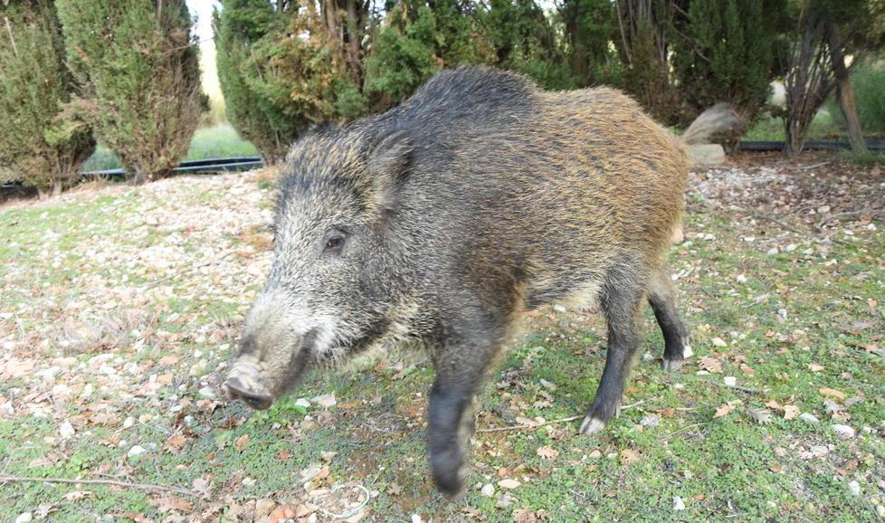 Un cinghiale
