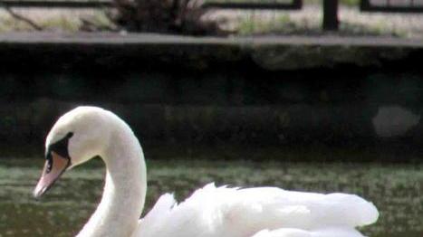Spariti i cigni del laghetto «Li hanno portati via»