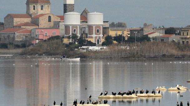 Cormorani raddoppiati, soldi dimezzati
