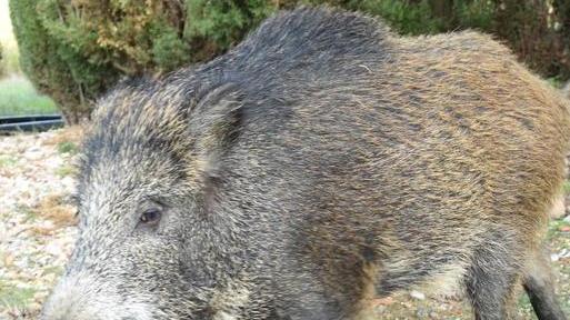Un cinghiale fra i tavoli del bar