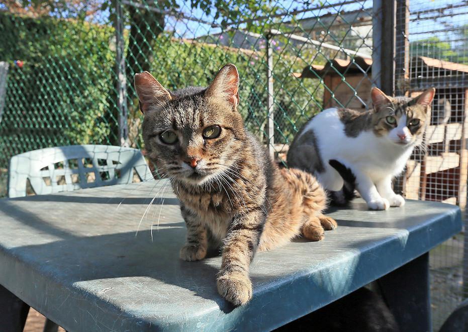 L’Enpa ha deciso: a Cento la super struttura per gatti 