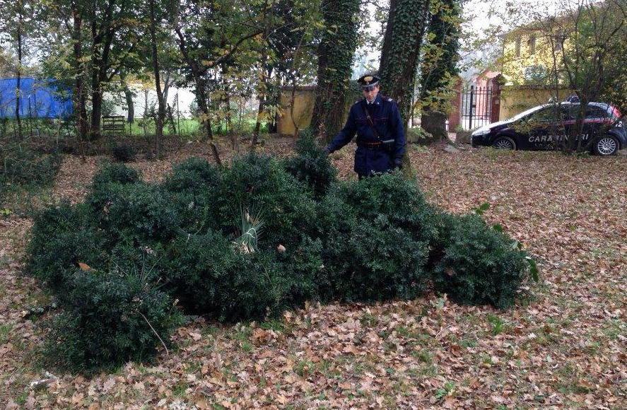 tenta di rubare il pungitopo ma viene scoperto e bloccato 