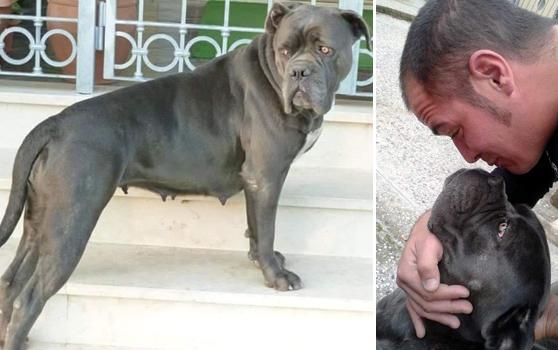Lacrime e rabbia per un cane avvelenato a Strettoia 