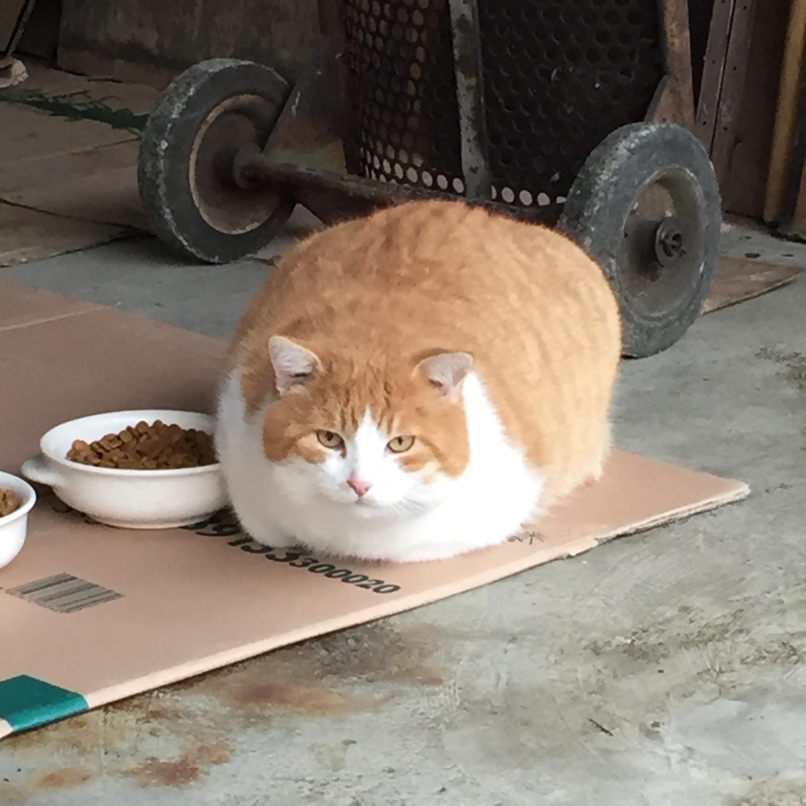 Appello da Santa Vittoria: di chi è questo gatto?