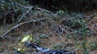 Carcasse di scooter e sporcizia in pineta