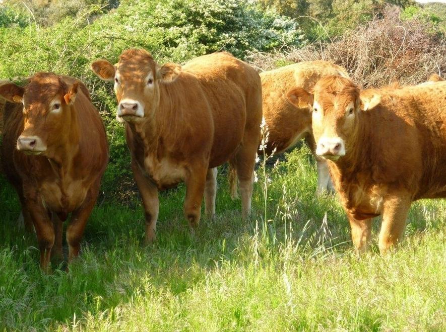  Bando per allevatori, è polemica 
