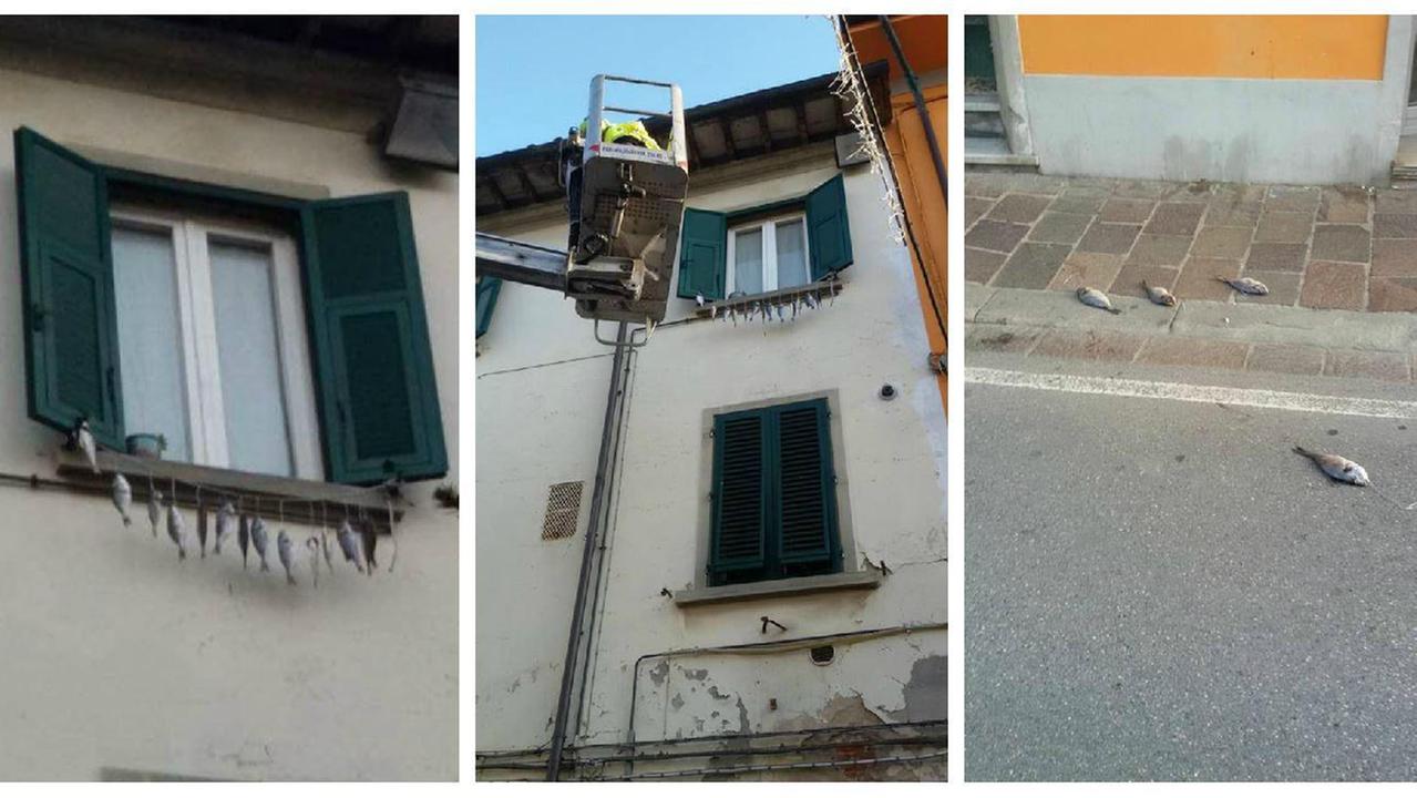 L'indecoroso spettacolo, l'intervento di rimozione e i pesci caduti per strada (foto da Facebook)