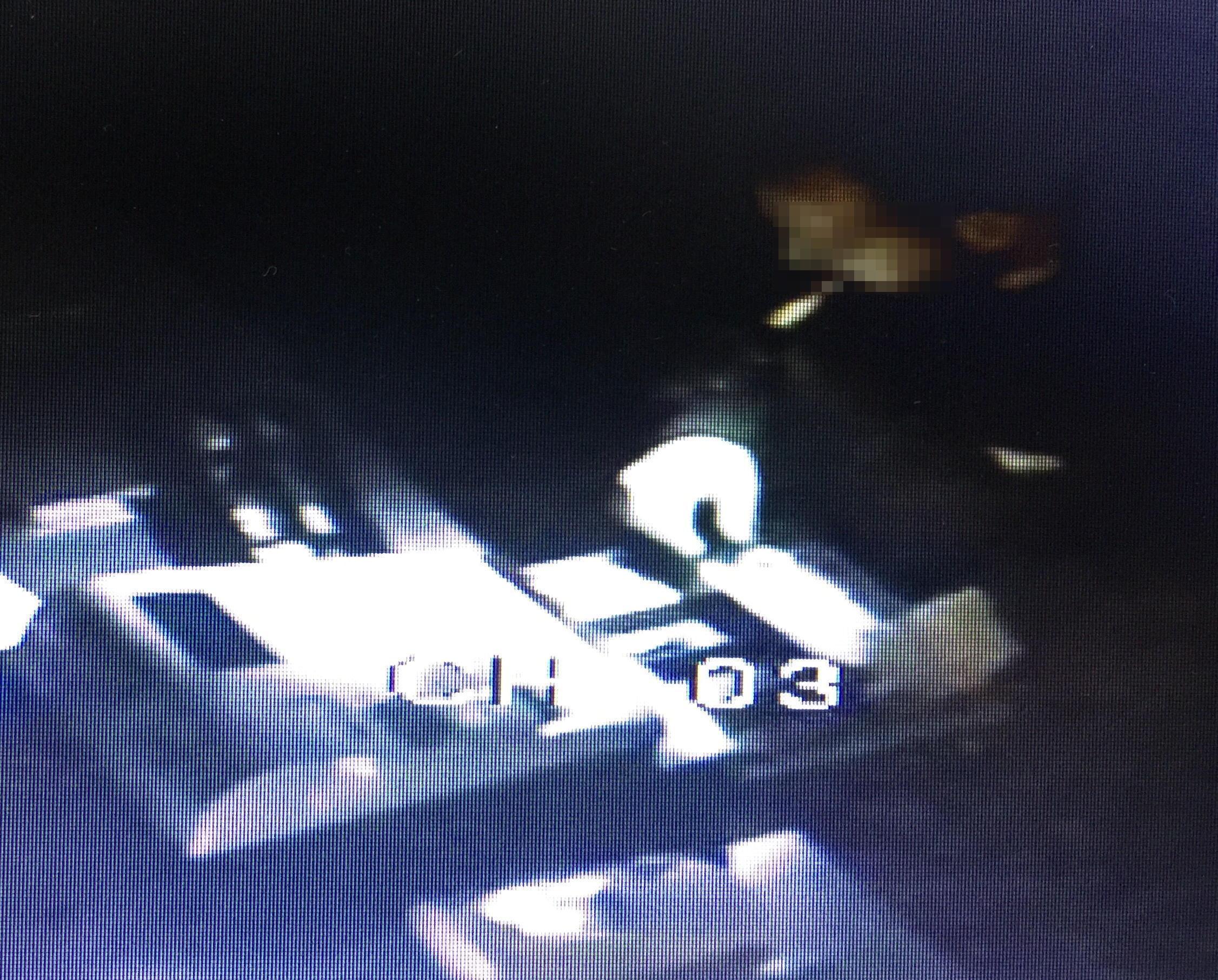 Uno dei fotogrammi del video in cui è ripreso il ladro della pizzeria (Foto Franco Silvi)