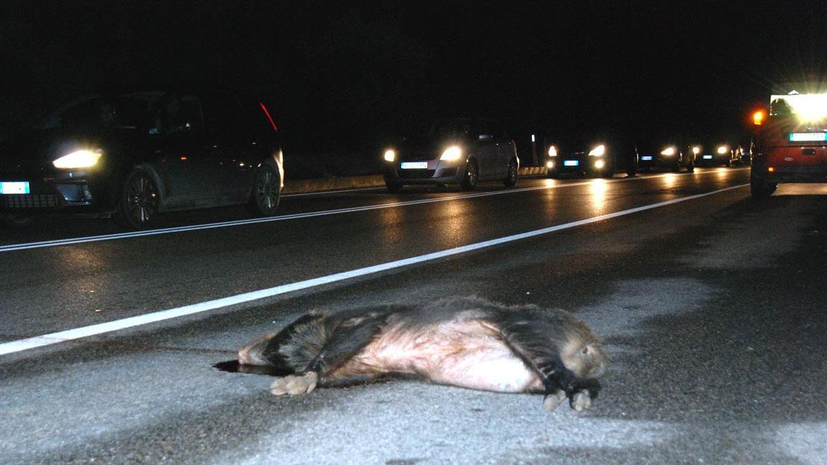 In una foto d'archivio un cinghiale investito