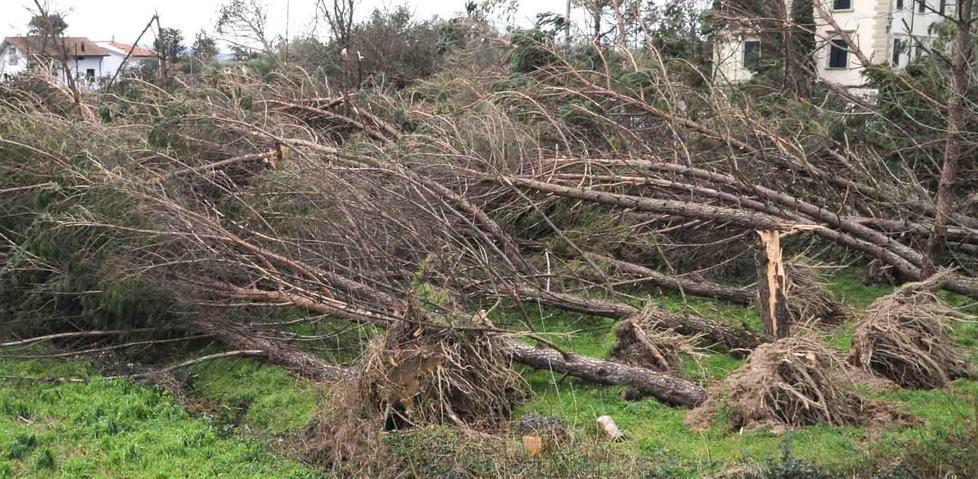 L’appello del sindaco è andato a vuoto nessun albero donato 