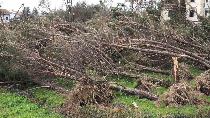 L’appello del sindaco è andato a vuoto nessun albero donato