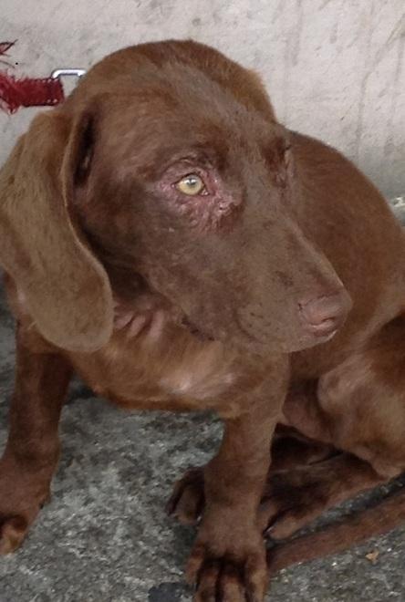 Ruba un cane per chiedere la carità 
