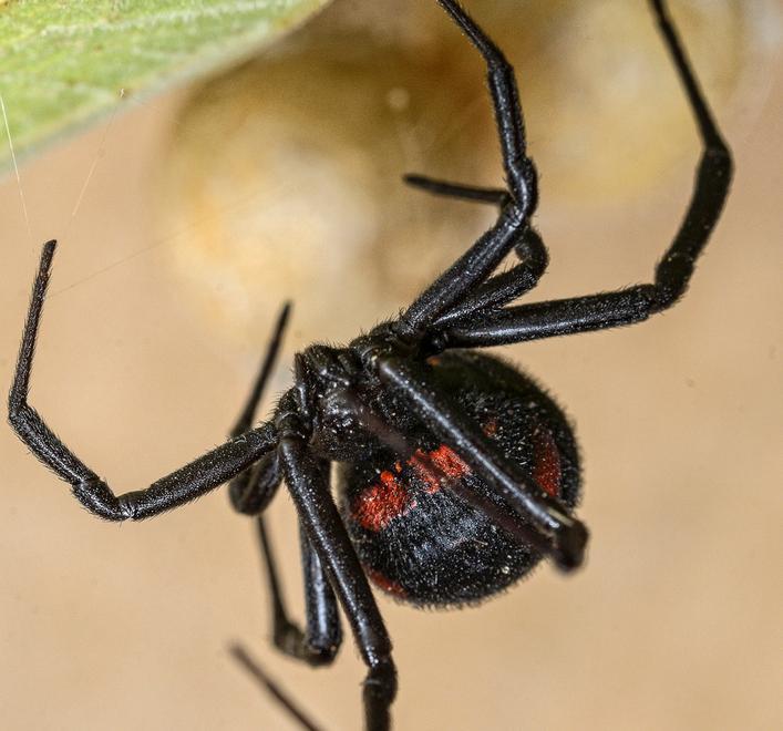 Un'argianella in una foto gentilmente concessa da Alessandro Spiga