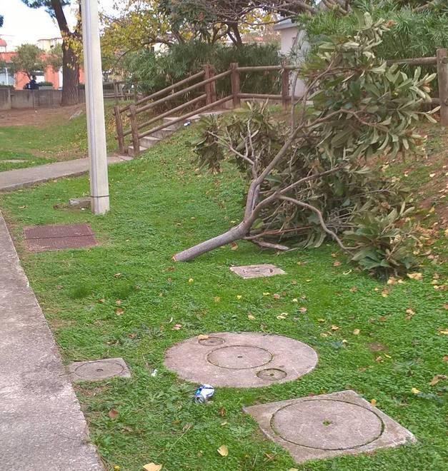 L’albero abbattuto dai vandali