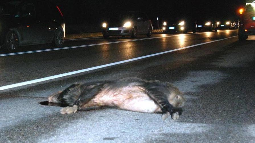 Auto contro cinghiale lungo la Variante
