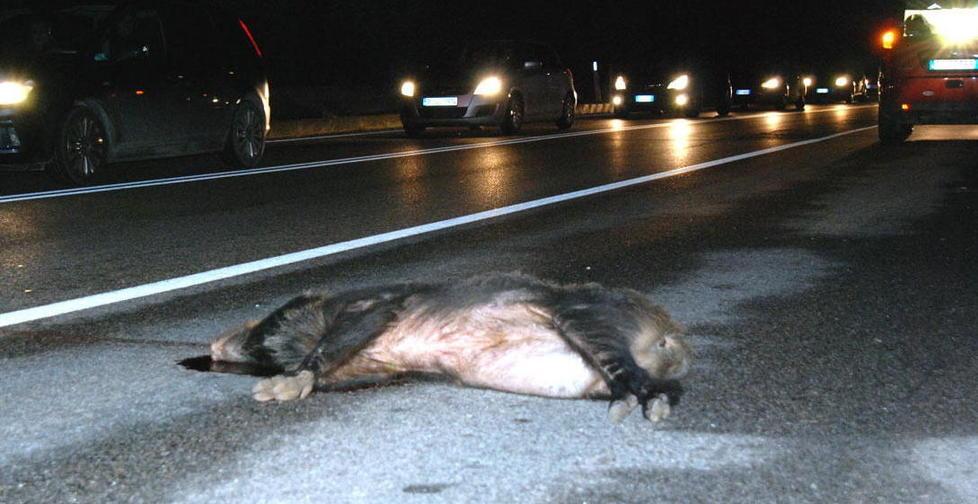 Auto contro cinghiale sulla Variante Aurelia 