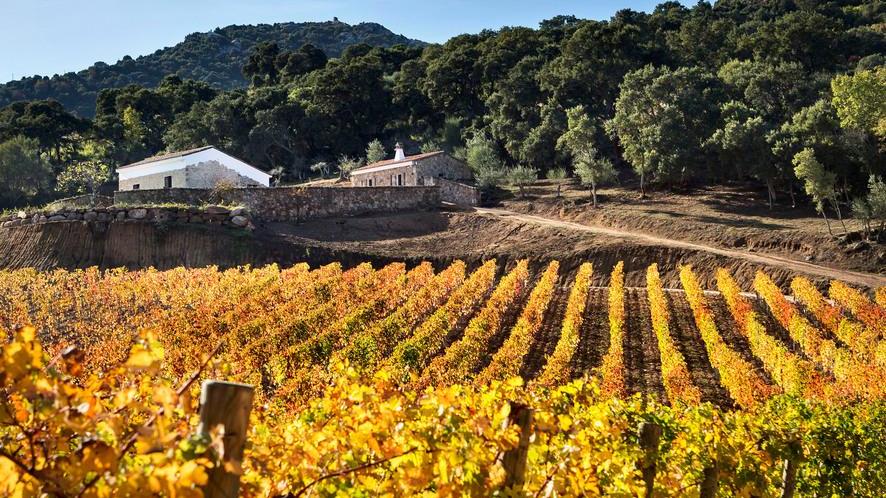 I vini Siddura premiati a Londra