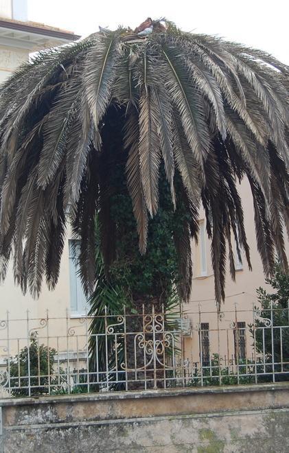 Palme, torna il punteruolo rosso 