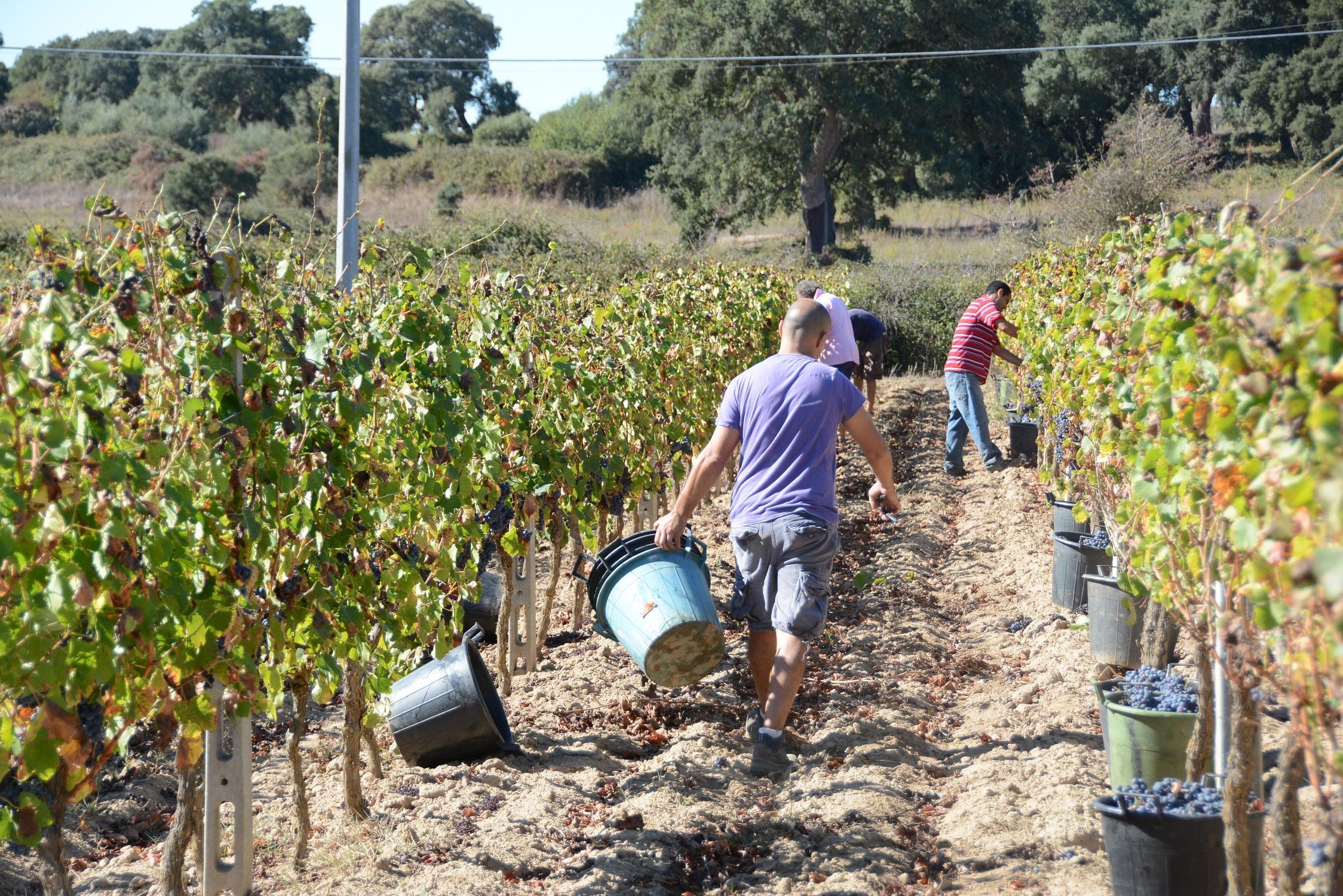 Vendemmia in un'immagine d'archivio