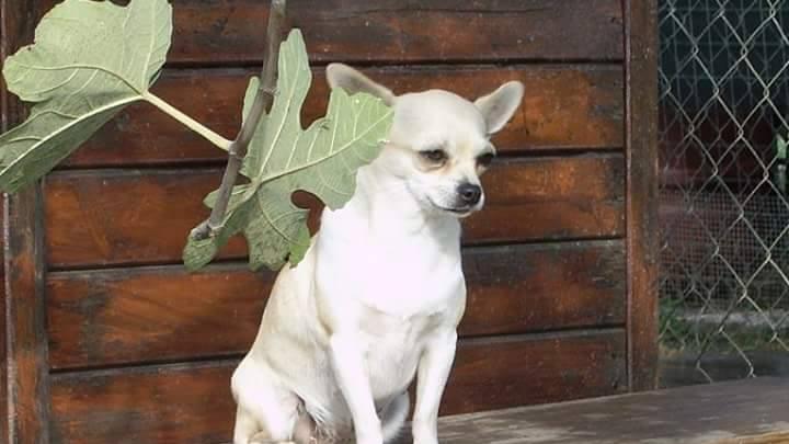 Una delle cagnoline rubate
