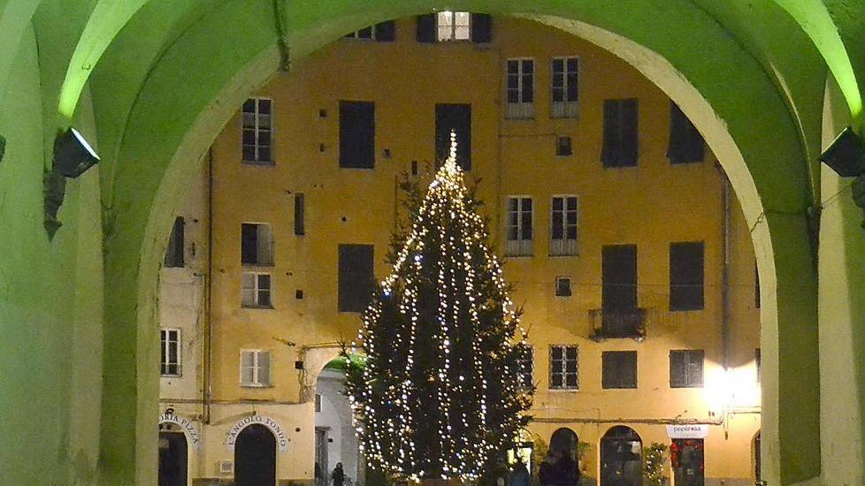 L'albero di Natale allestito in piazza Anfiteatro