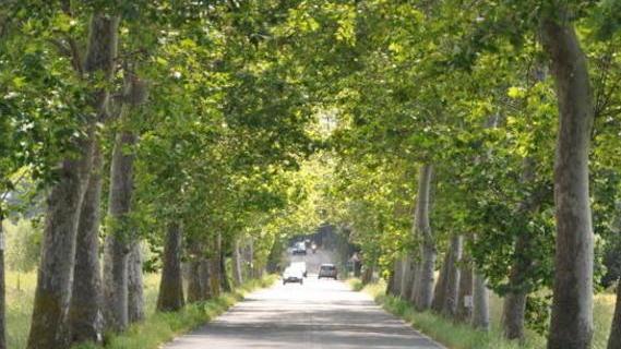 Rugo: «Autobus troppo veloci lungo via della Camminata»