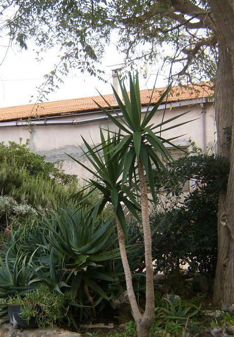 Sorso, il Comune fa cassa e cede 500 metri di pineta 