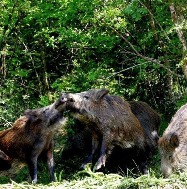 I cinghialai non spareranno nelle aree di ripopolamento 