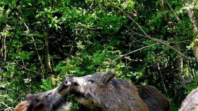 I cinghialai non spareranno nelle aree di ripopolamento