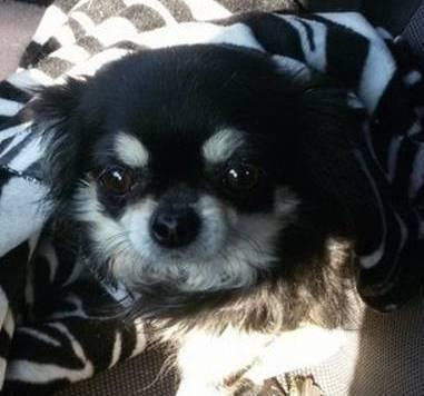 I ladri portano via anche due chihuahua 