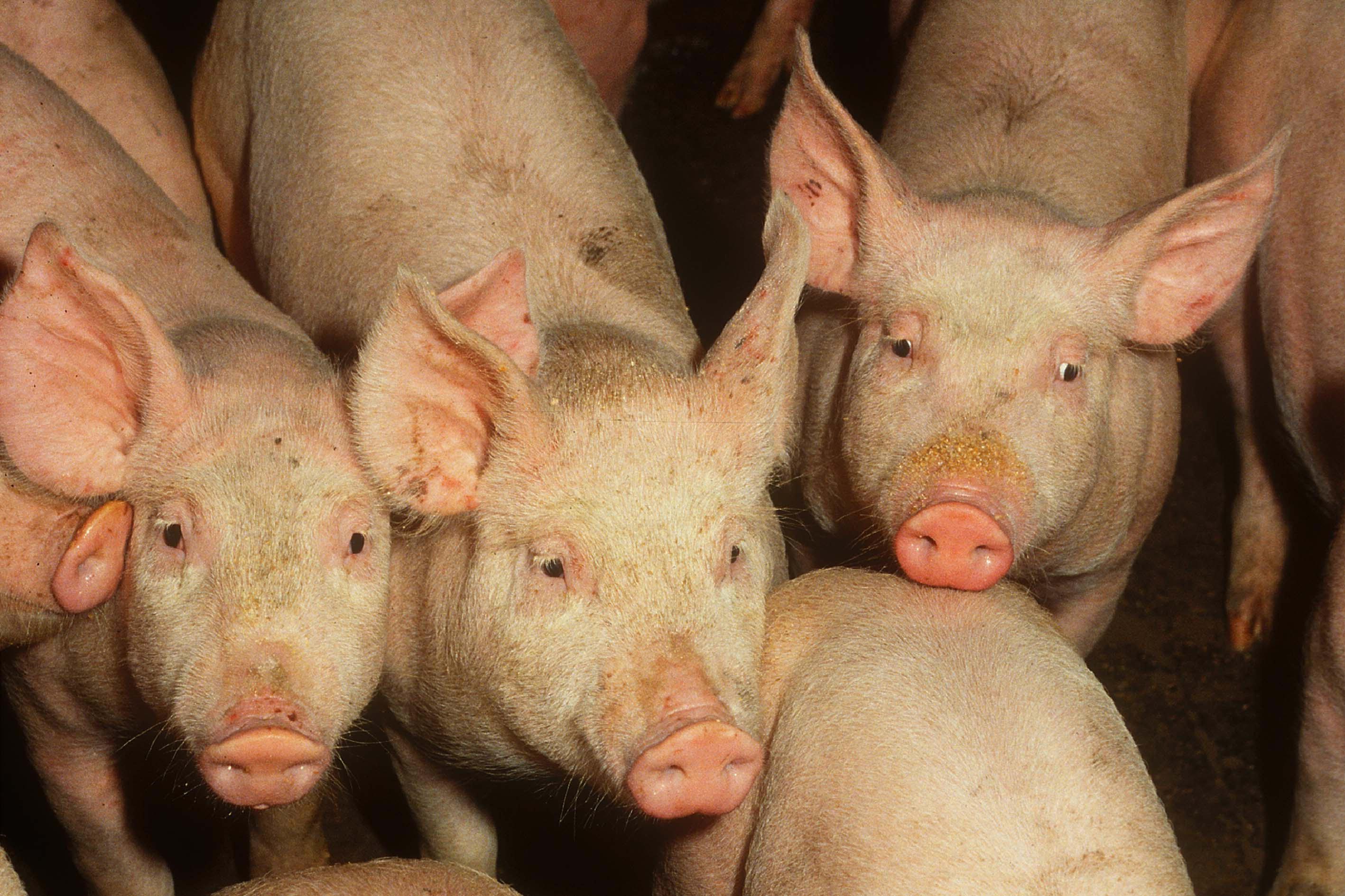 Maiali allevati con cereali e soia no ogm a filiera corta 