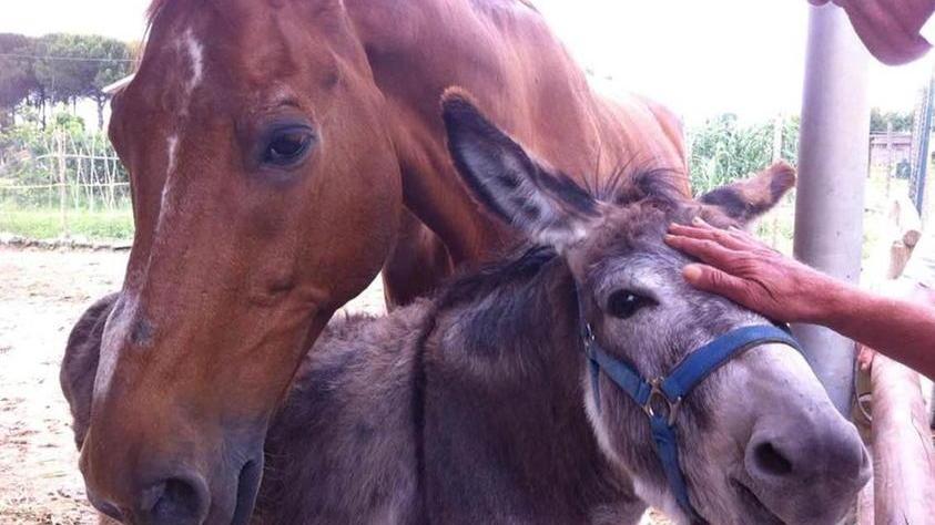 È morto O’Brien, il cavallo della casa famiglia di Marciana
