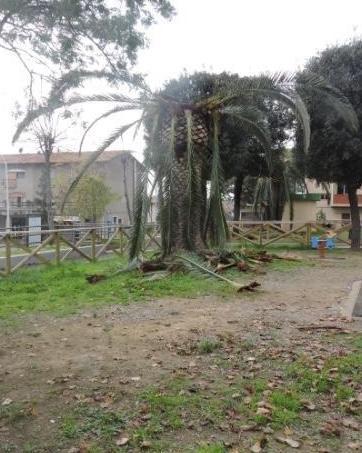 Lunedì la rimozione dei rami delle palme