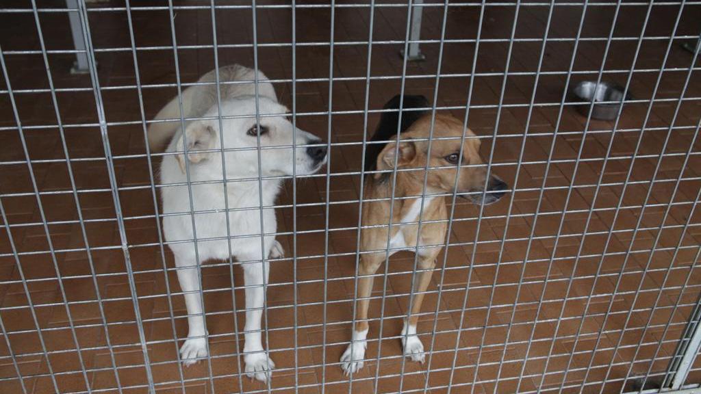 Correggio: «Cuccioli tenuti al buio senza acqua né cibo»