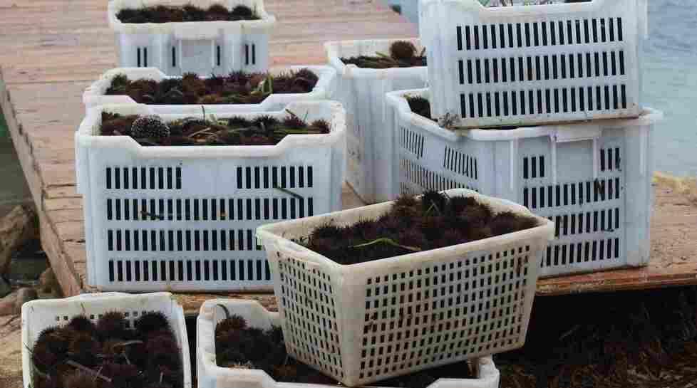 Tre anni di stop per la pesca dei ricci in Sardegna