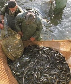 Pesca delle anguille in un'immagine d'archivio