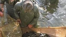 Pesca delle anguille in un'immagine d'archivio